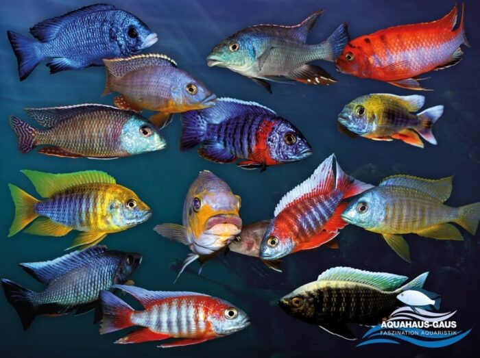 African Cichlid Poster "Eureka"