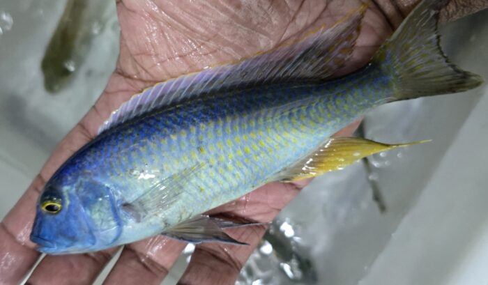 Buccochromis Spectabilis