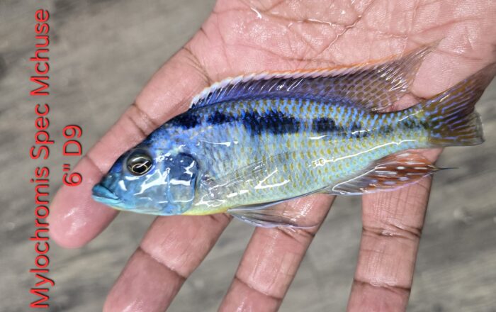 Mylochromis Mchuse D9 6"