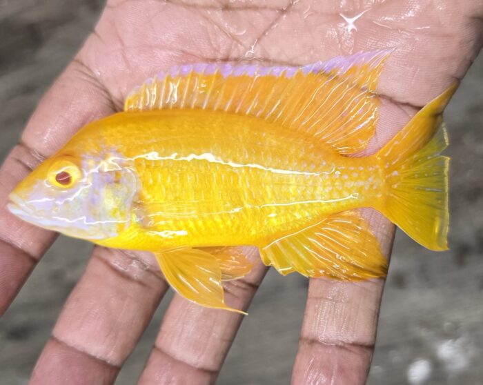 Aulonocara Albino Benga A3 5"