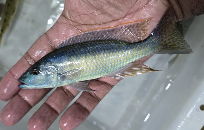 Champsochromis Caeruleus