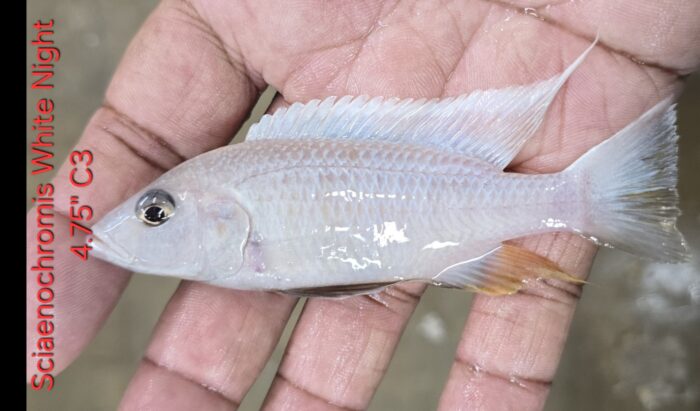White Knight Fryeri C3 4.75"
