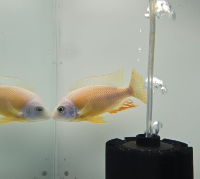 Albino Tiawan Reef A6 6.25"