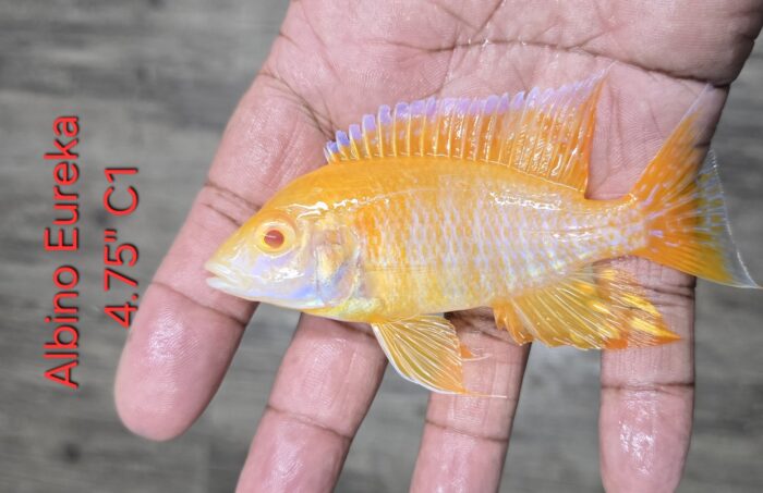 Aulonocara Albino Eureka C1 4.75"