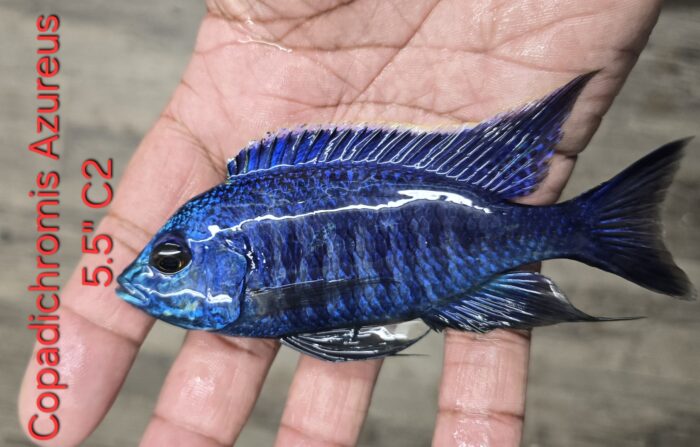 Copadichromis Azureus 5.5" C2