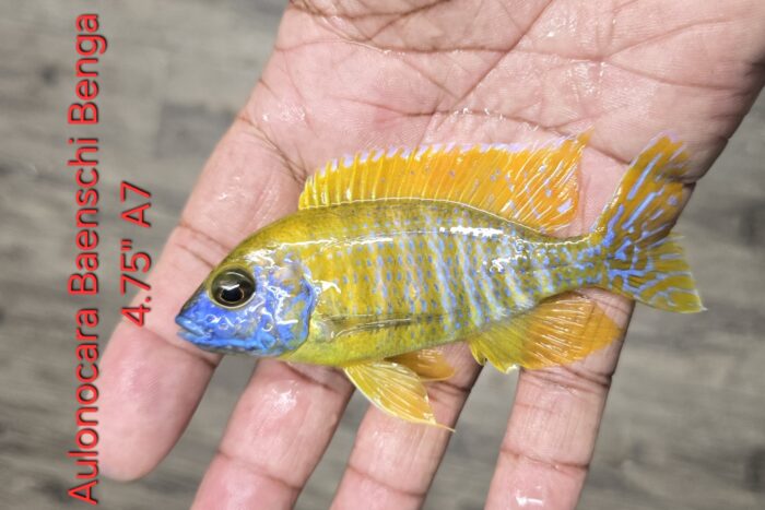 Aulonocara Benga A7 4.75"
