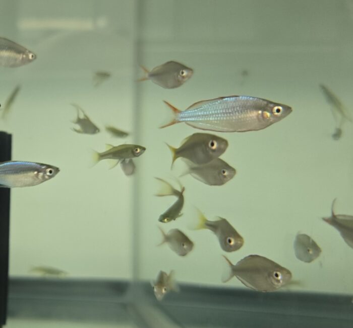 Dwarf Neon Rainbowfish