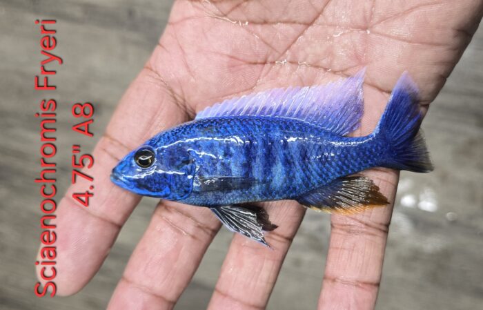 Sciaenochromis Fryeri A8 4.75"