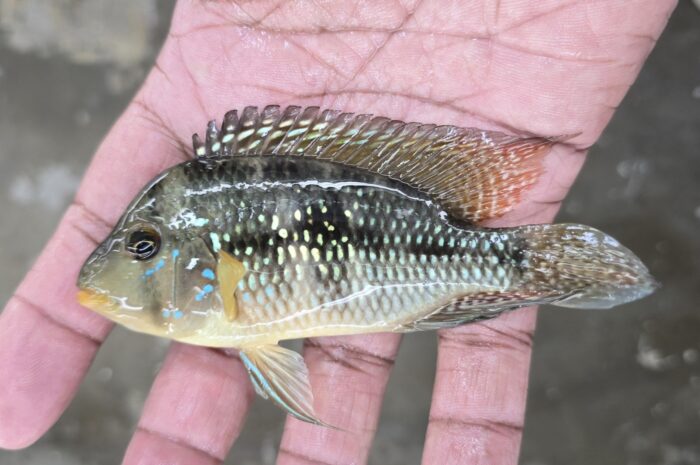 Geophagus Brasiliensis