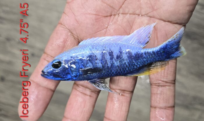 Sciaenochromis Fryeri Iceberg A5 4.75"