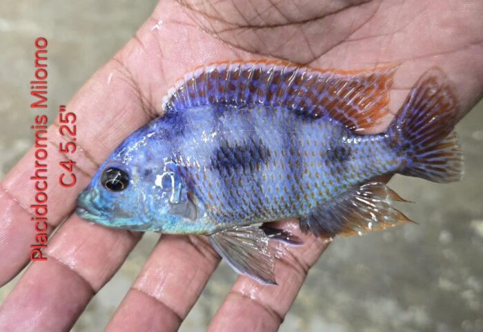 Placidochromis Milomo C4 5.25"
