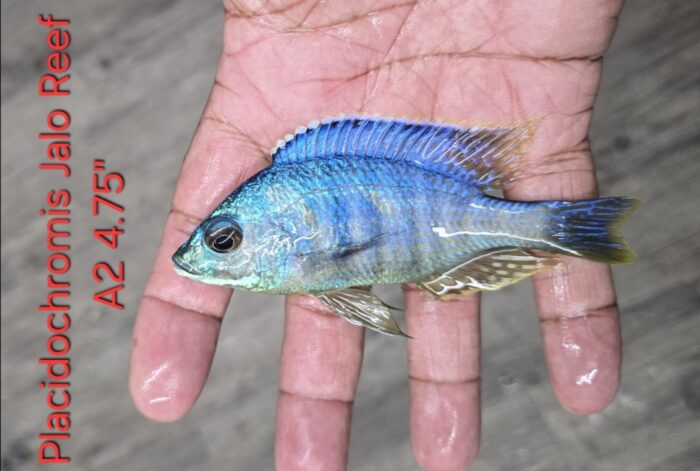Placidochromis Jalo Reef A2 4.75"