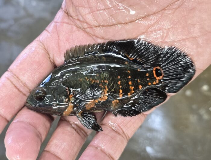 red tiger oscar