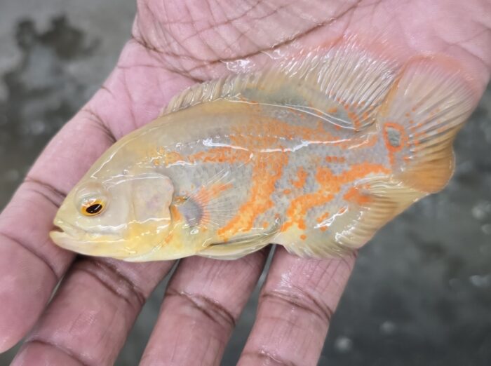 Albino Red Tiger Oscar