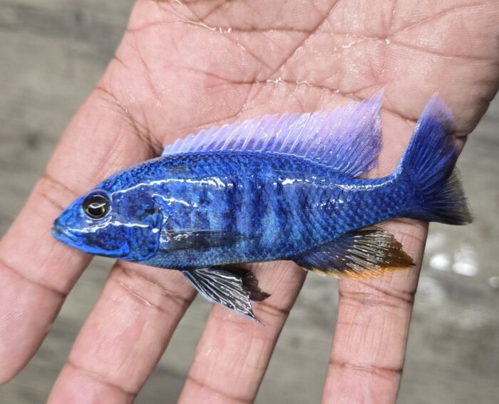 Sciaenochromis Fryeri
