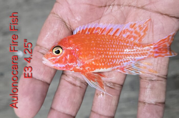 Aulonocara Fire Fish