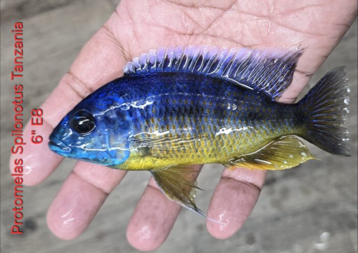 Protomelas Spilonotus Tanzania
