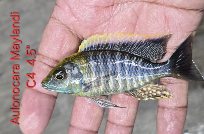 Aulonocara Maylandi C4 4.5"