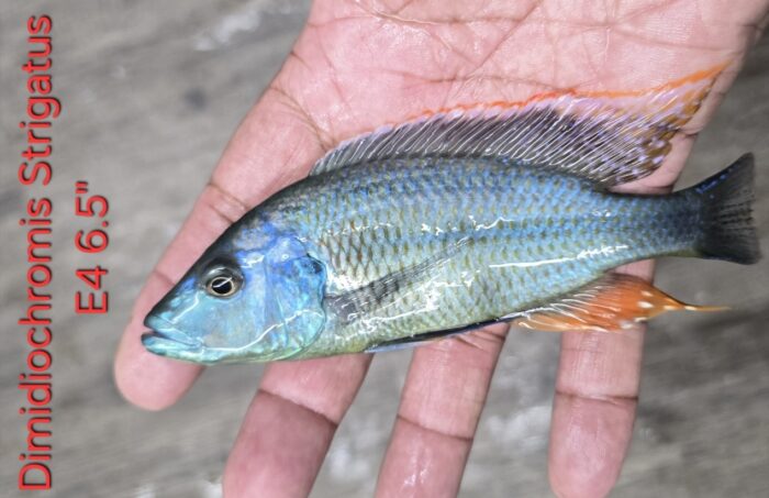 Dimidiochromis Strigatus E4 6.5"