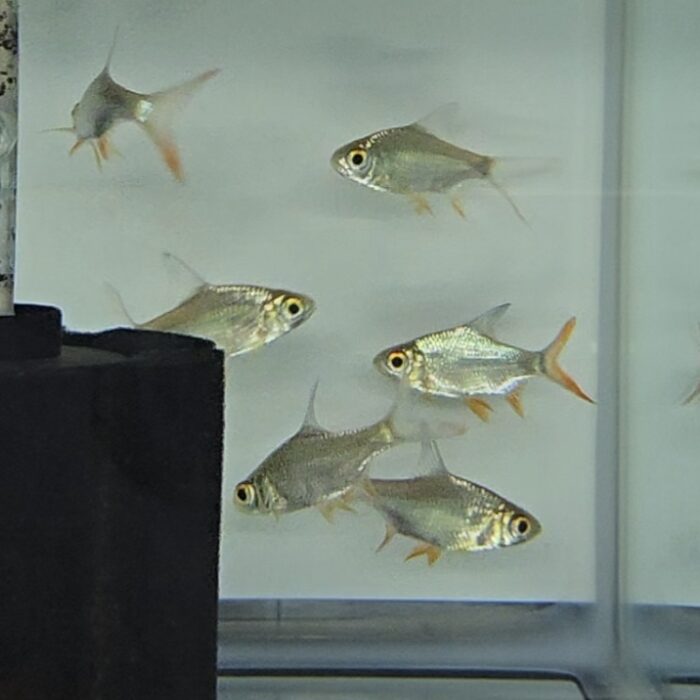 tinfoil barb