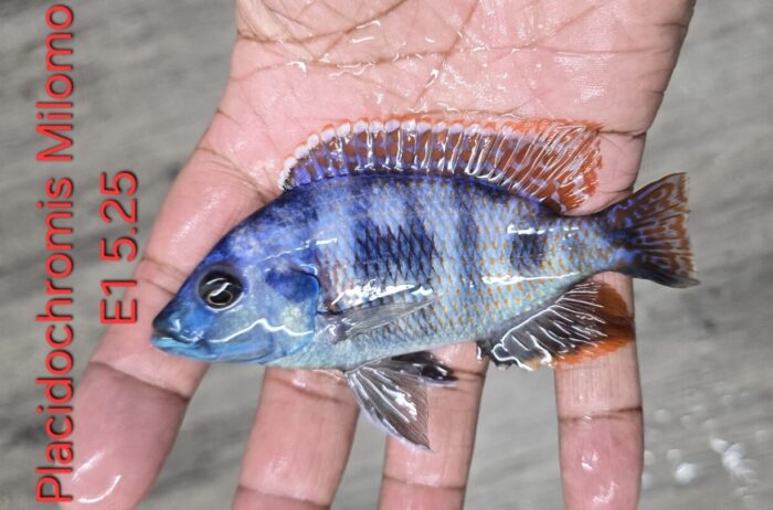 Placidochromis Milomo E1 5.25"