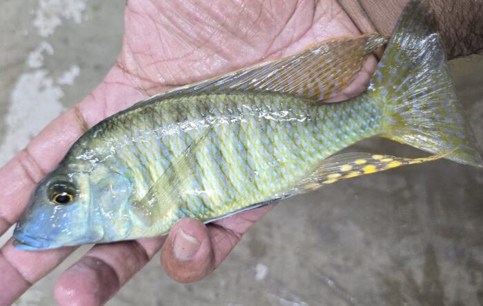 WC Taeniolethrinops Praeorbatalis 8.25"