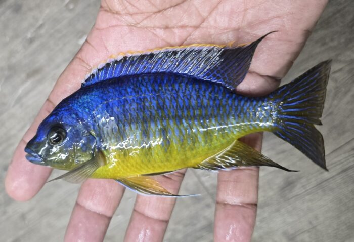 Protomelas Steveni Blue Gold 6.25"