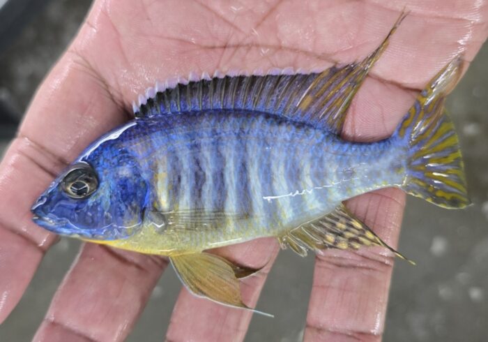 Aulonocara Roberti