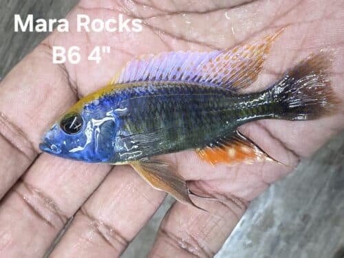 Mara Rara Fish Virtual Shop – Beantown Aquatics
