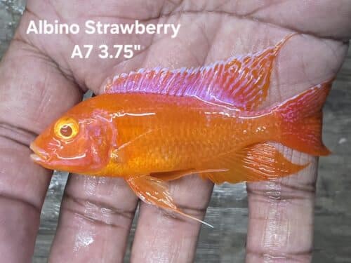 Virtual Shop – Beantown Aquatics