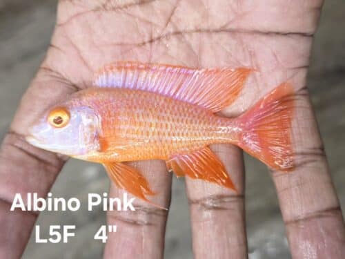 Albino Pink L5F 4"