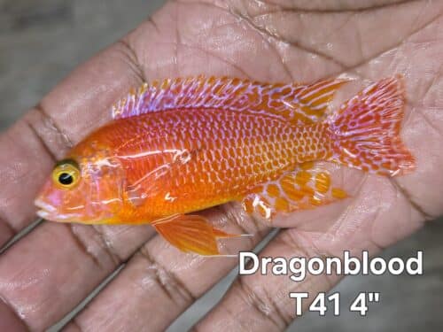 Dragonblood T41 4"