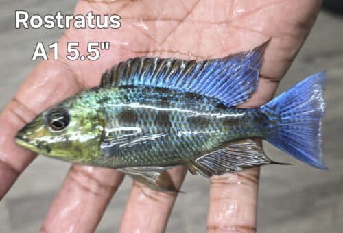 Rostratus A1 5.5"