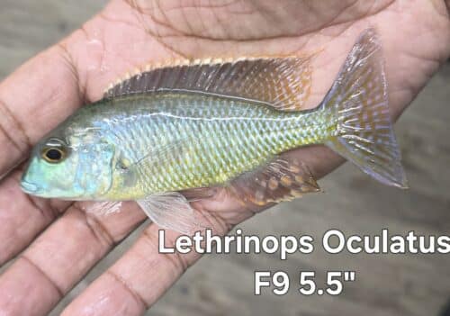 Lethrinops Oculatus F9 5.5"