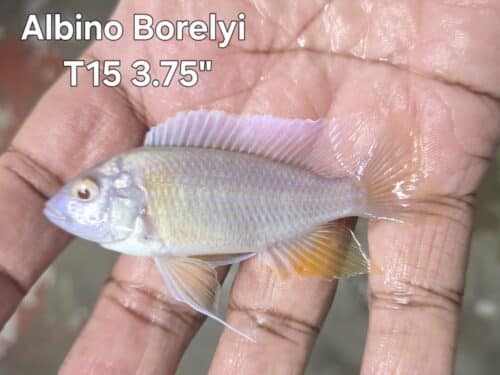 Albino Borelyi T15 3.5"