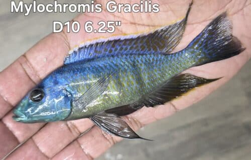 Mylochromis Gracilis D10  6.25″ Cargo shipping required!!!!!